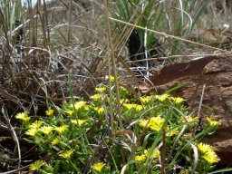 Delosperma leendertziae living with grass
